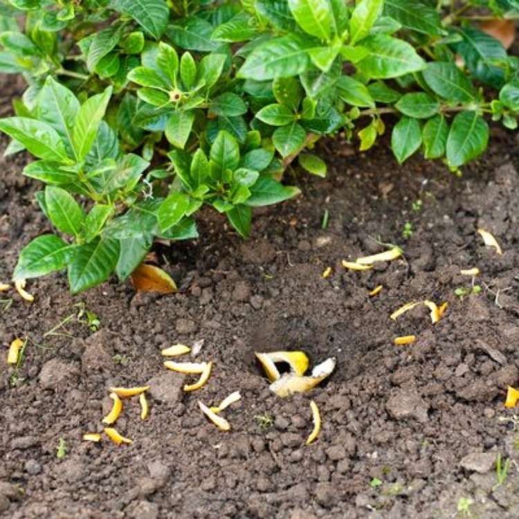orange peel uses - orange peels placed in garden near growing plants