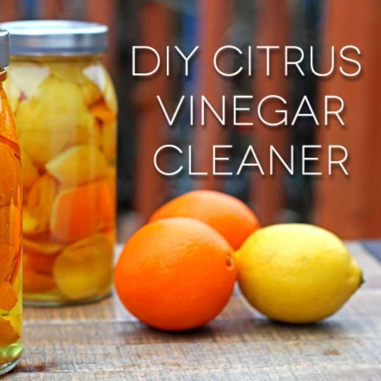 orange peel uses - DIY citrus vinegar cleaner in 2 glass jars and 3 oranges on table