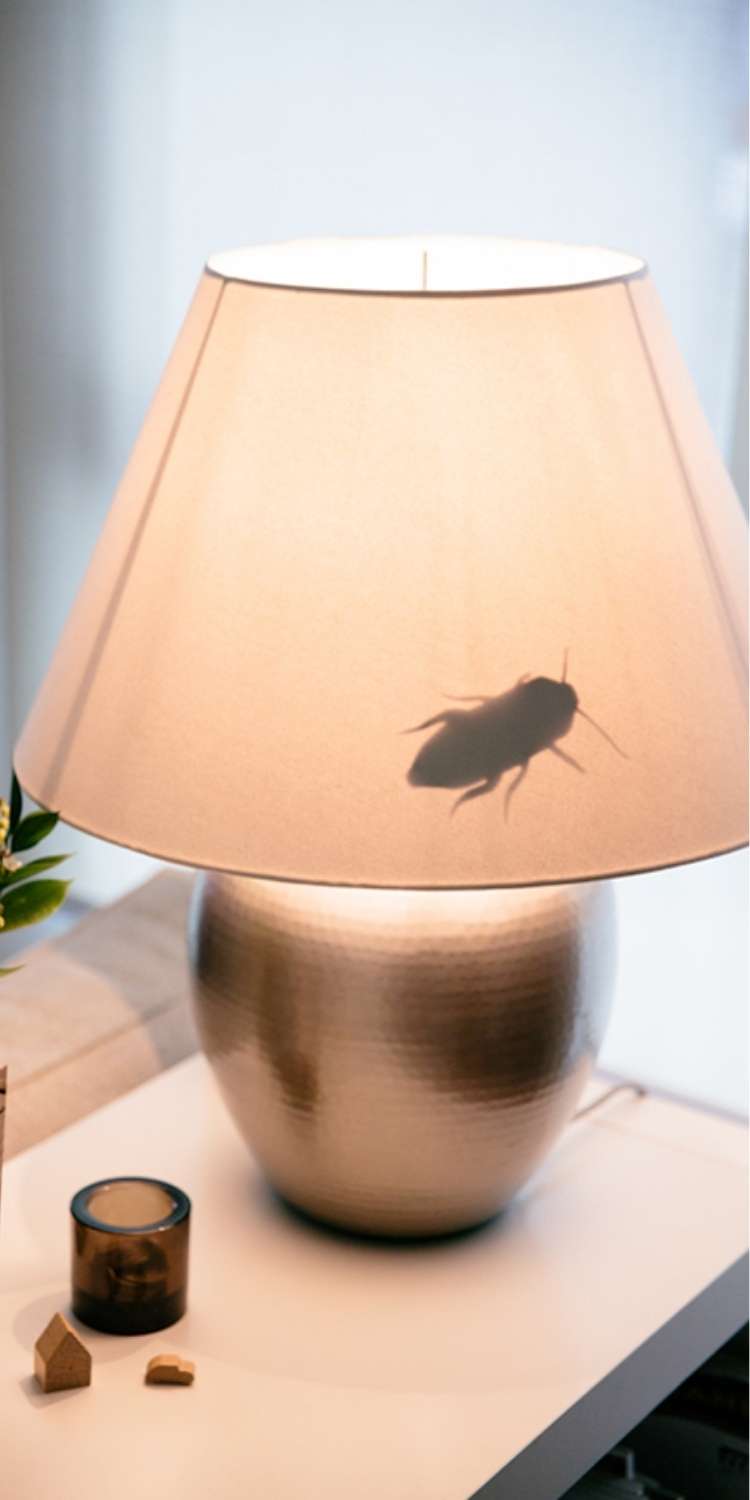 April Fools prank, a fake cockroach on the inside of a lamp shade