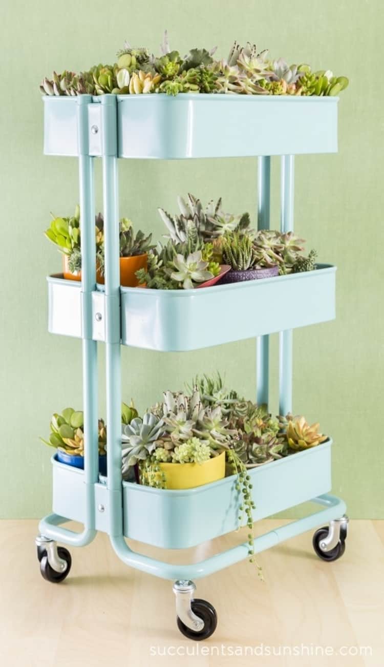 a rolling cart with many succulent plants