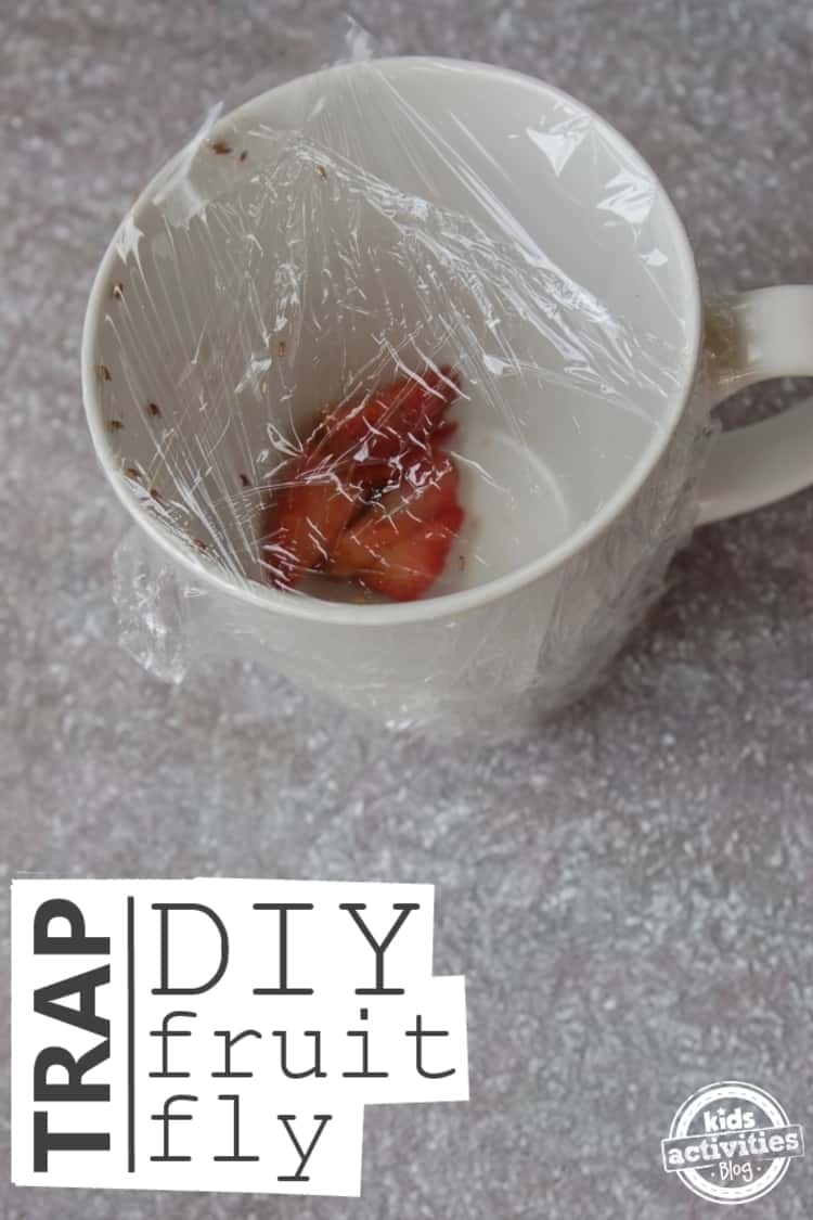 cup with fruit covered with plastic wrap to act as fruit fly trap