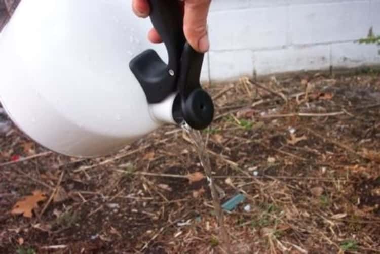 person's partially covered left hand pouring water out of a kettle into the soil 