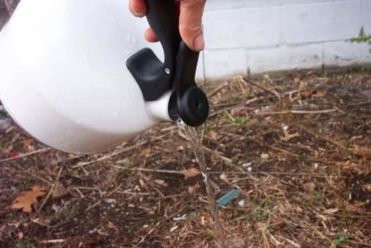 person's partially covered left hand pouring water out of a kettle into the soil