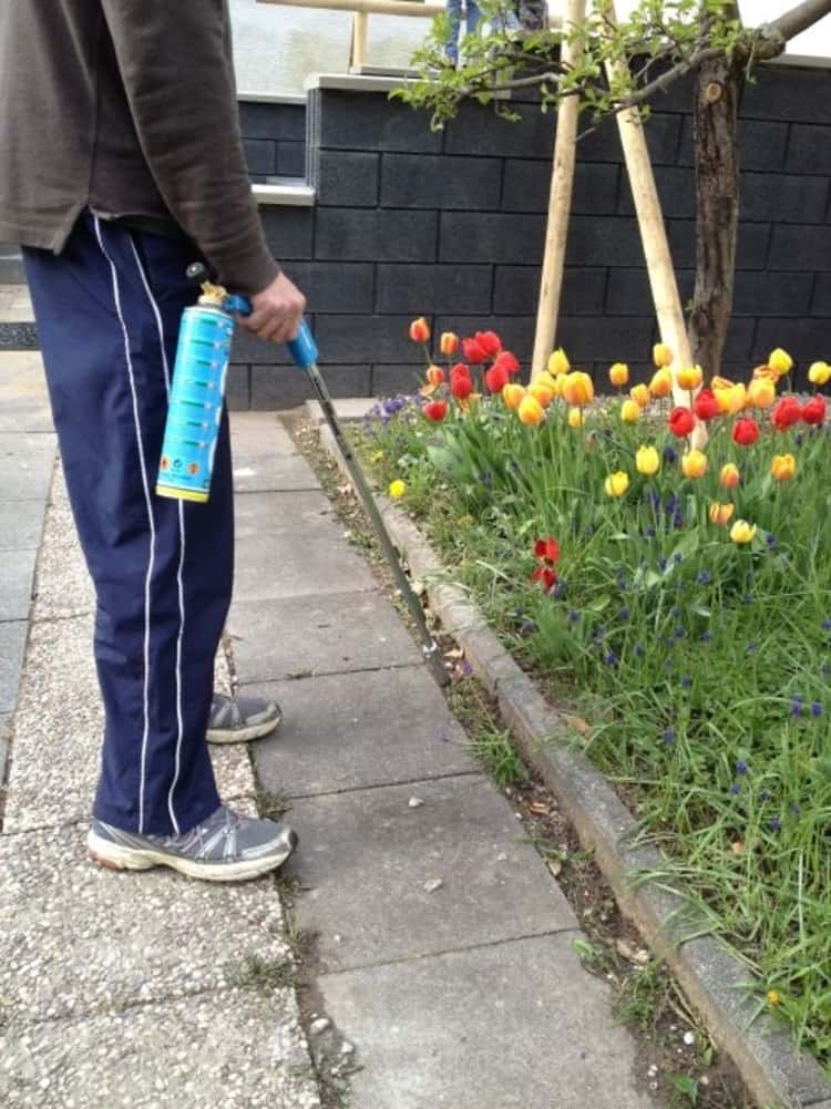 person using a flame to kill weeds growing between a footpath and a tulip garden