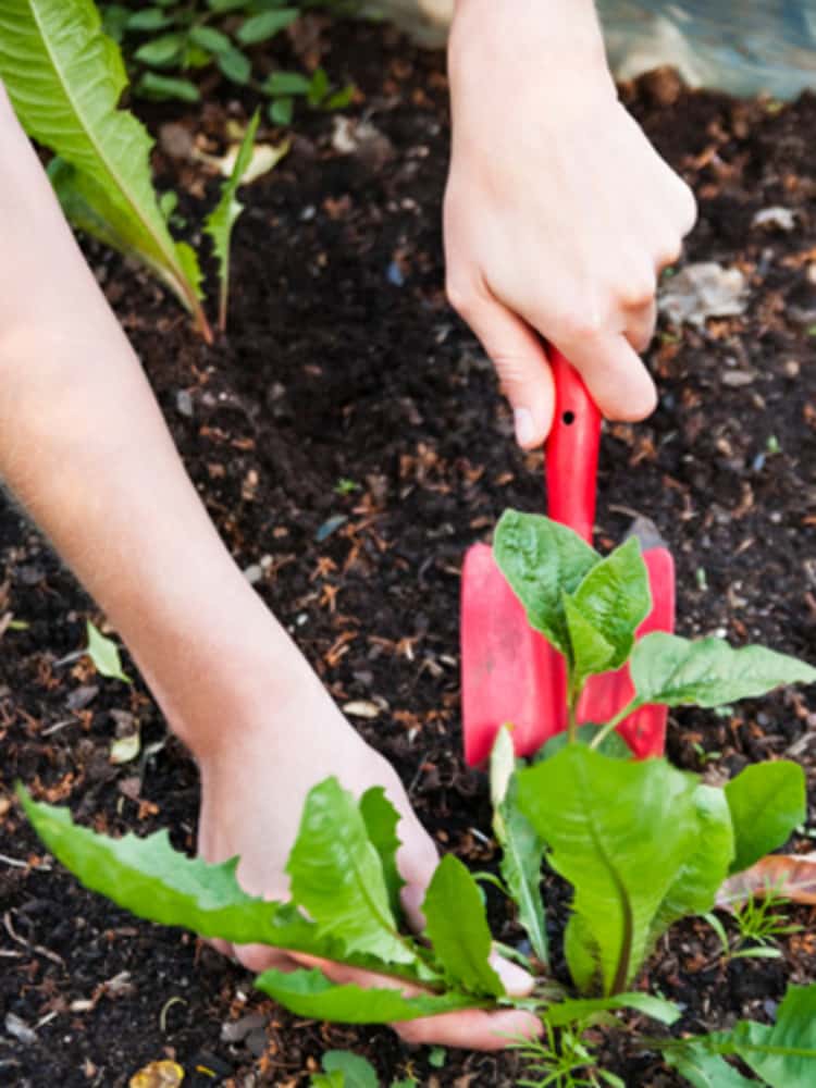 person's hand weeding - one hand holding a red hand trowel and other hand is pulling on a weed.