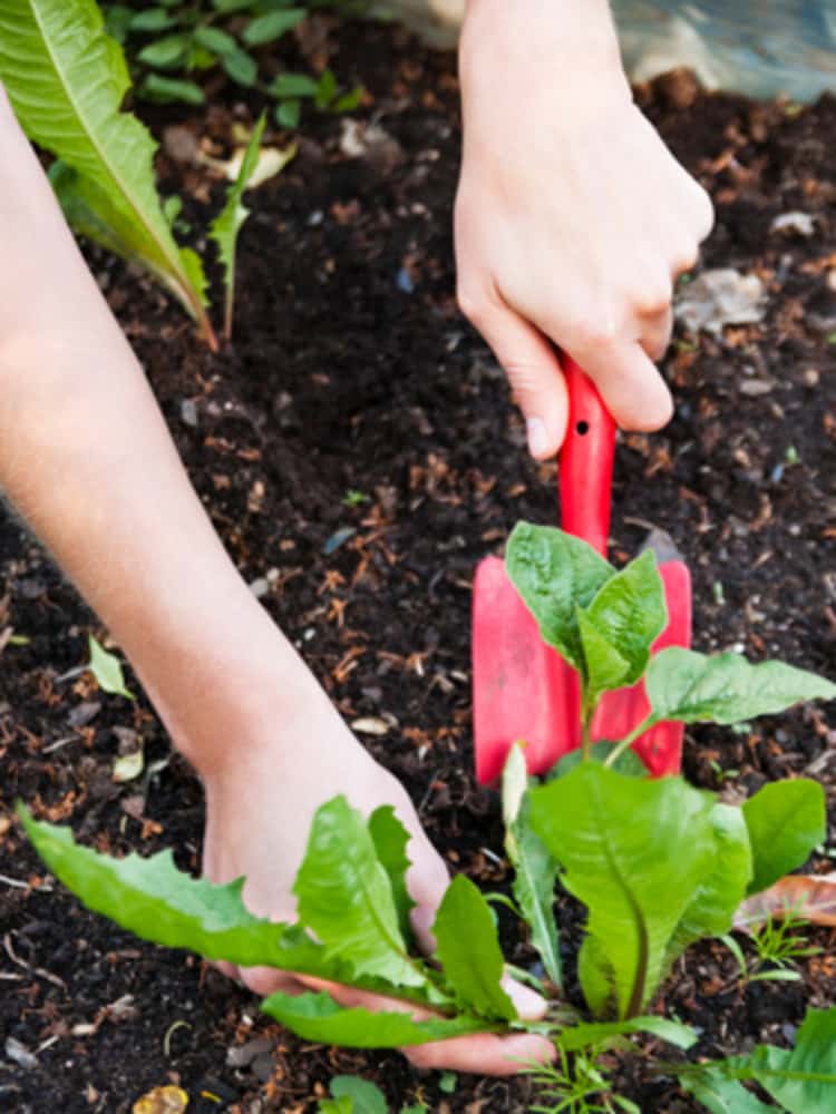 person's hand weeding - one hand holding a red hand trowel and other hand is pulling on a weed. 