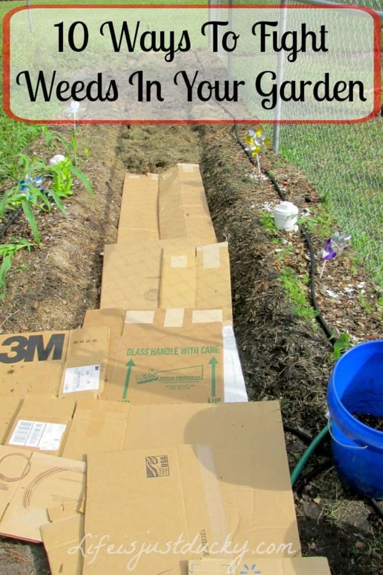 shallow trench partially covered in cardboard mulch next to a black hose pipe and chain link fence 