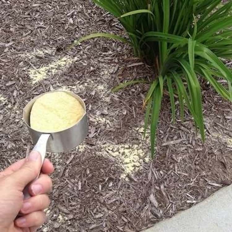 partial photo of someone's left hand holding a measuring cup containing cornmeal, some cornmeal seen on the ground, and a green bush of plants at the top right corner.