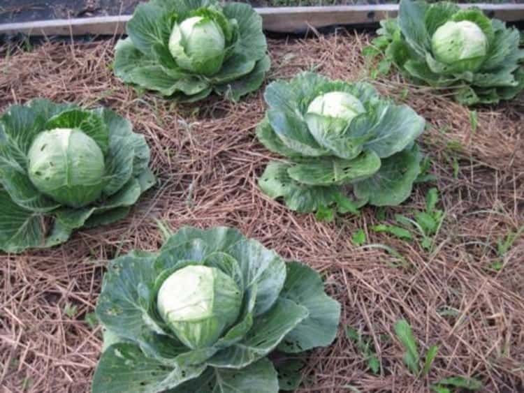cabbage patch with straw mulching 