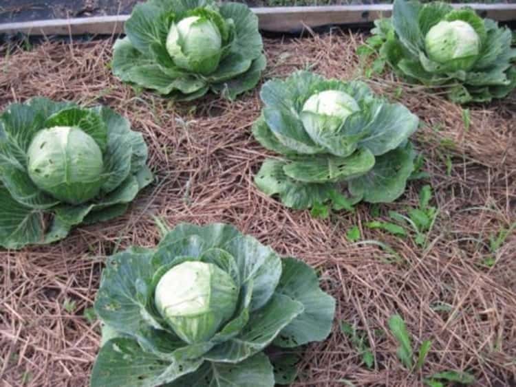 cabbage patch with straw mulching