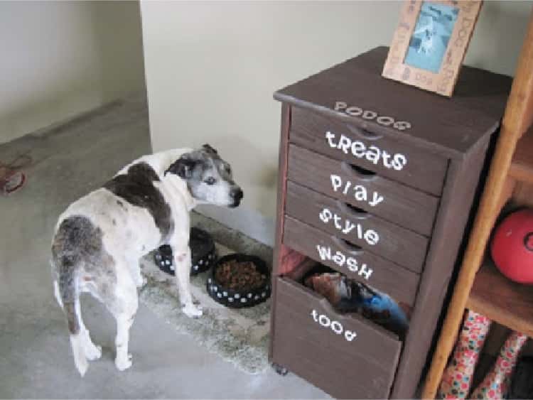 a dog next to a Pets Organization Station from an old cabinet with stickers on drawers