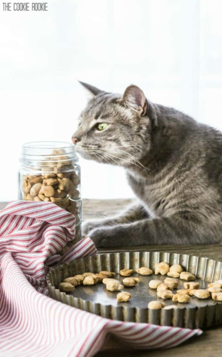 cat sniffing jar of homemade 3 ingredient cat treats