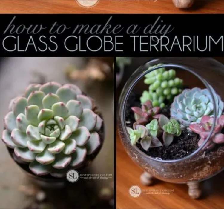 Picture of DIY Glass Globe Terrarium
