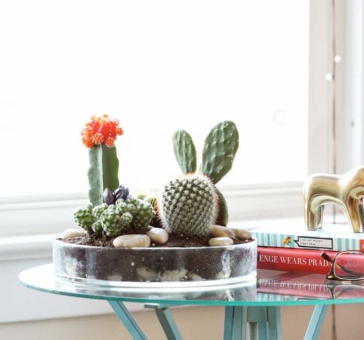 Picture of tabletop cacti garden terrarium