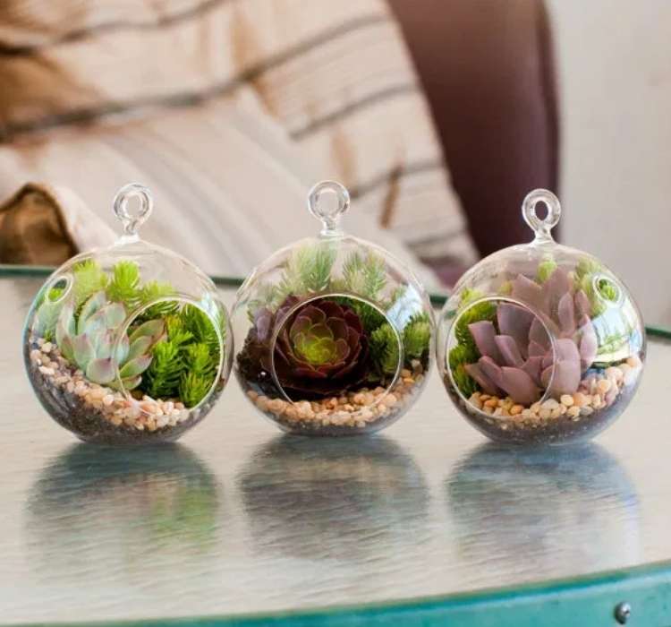 Picture of succulent plant terrarium