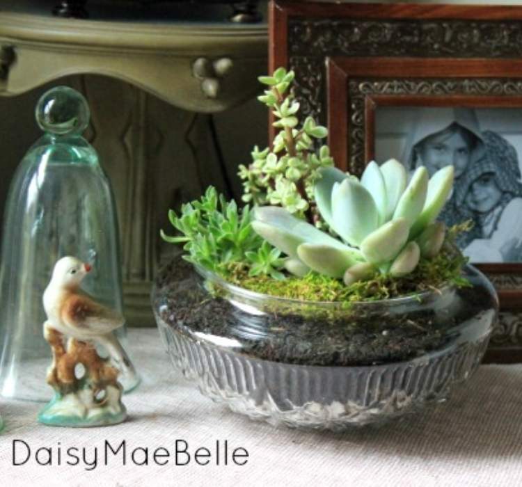 Picture of vintage light cover terrarium