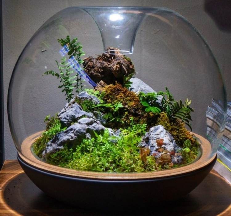 Picture of Closed Terrarium