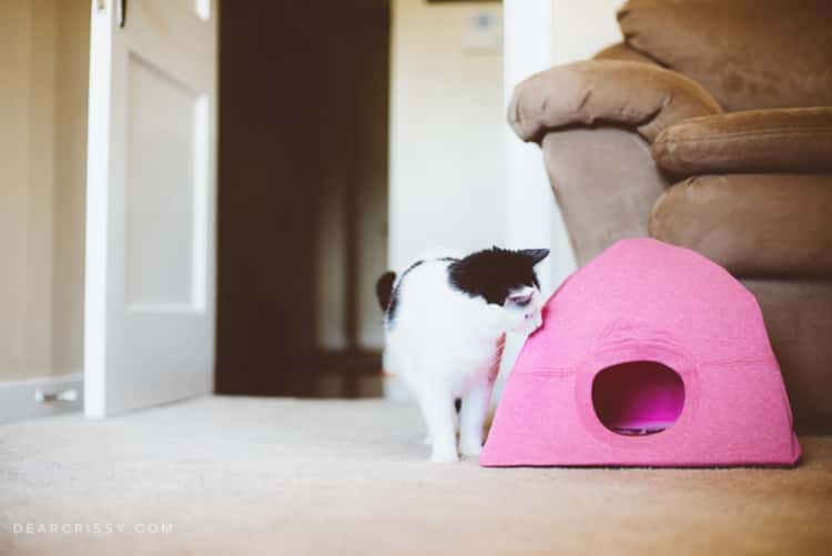 A kitty peeping into its DIY cat tent made from a pink t-shirt