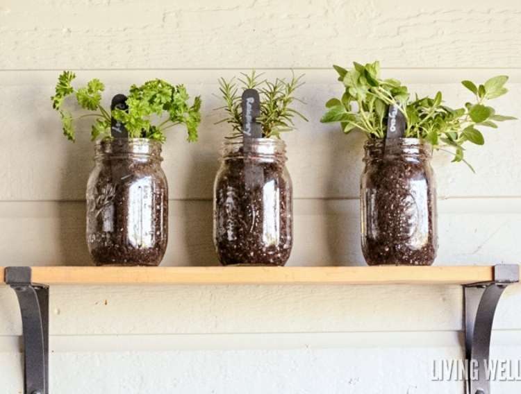 Three herb planters on a shelf