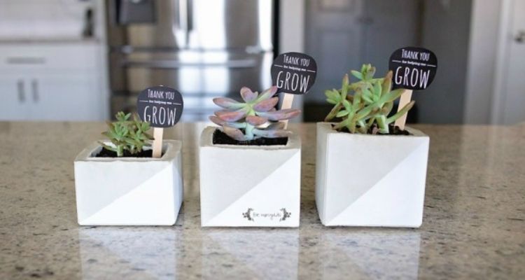 square succulent planters