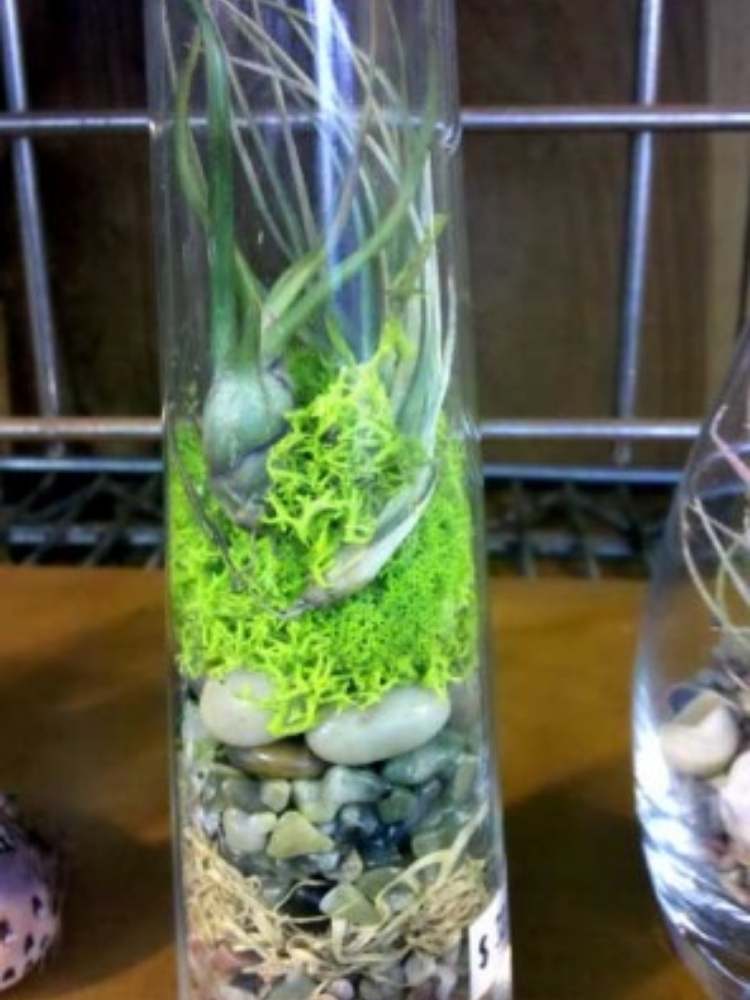 Picture of Layered Terrarium