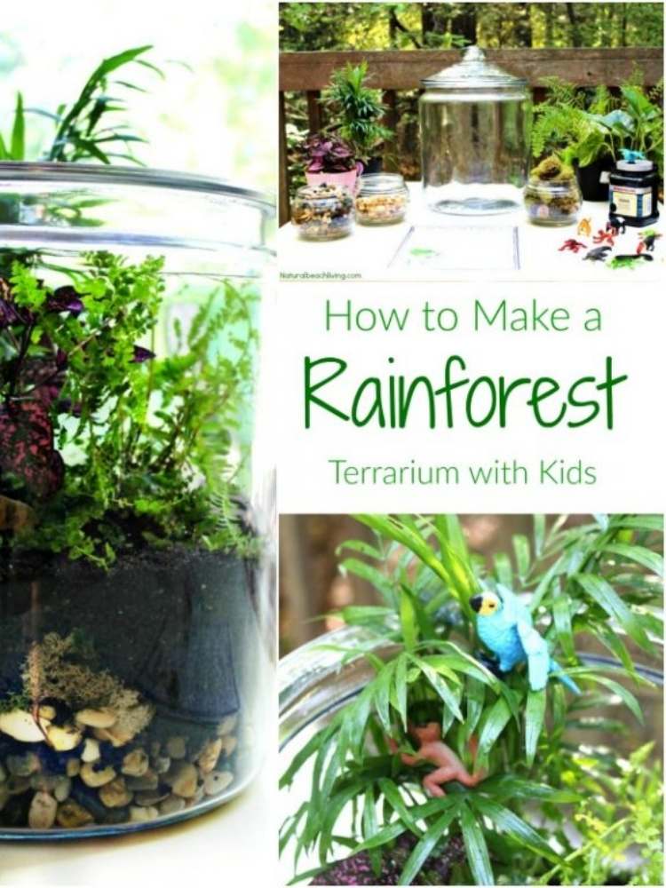 Picture of DIY Rainforest Terrarium