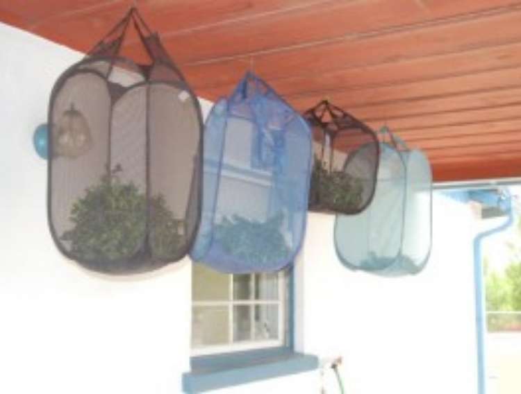 OneCrazyHouse Mesh Laundry Bags mesh hampers hung from ceiling outside filled with herbs that are being dried out