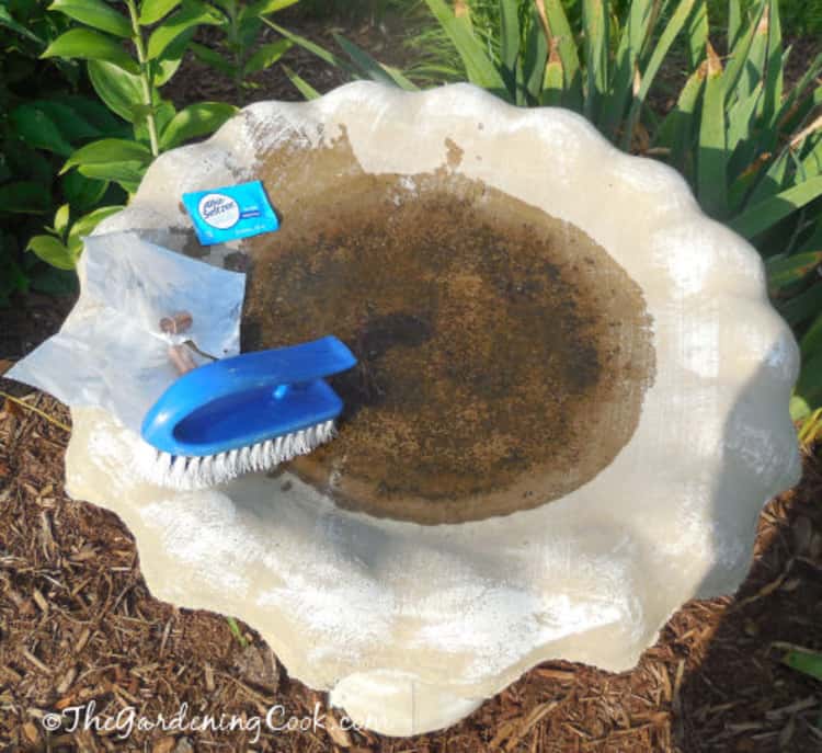 A photo of a bird bath stained with algae. Alka-seltzer tablets, copper pipes and a brush are used to clean it