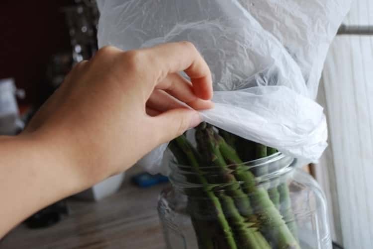 Asparagus in a water vase like you would fresh flower stalks