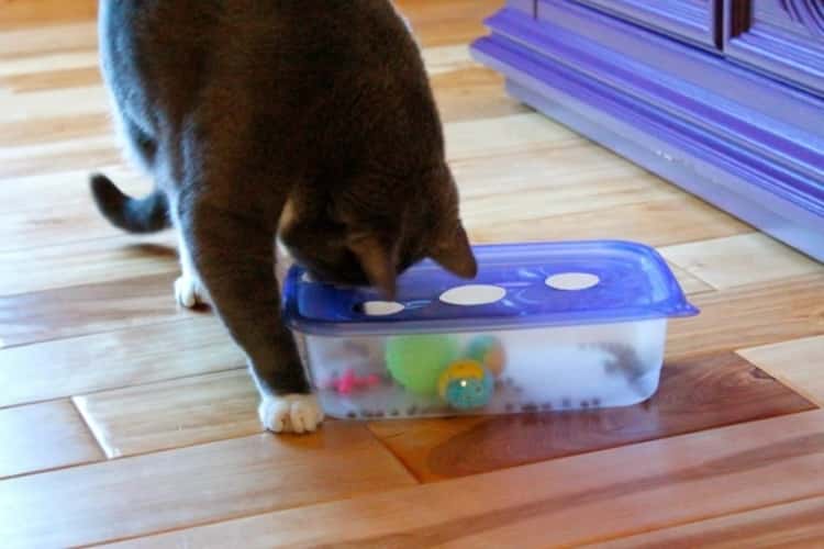 brinquedo para felinos
