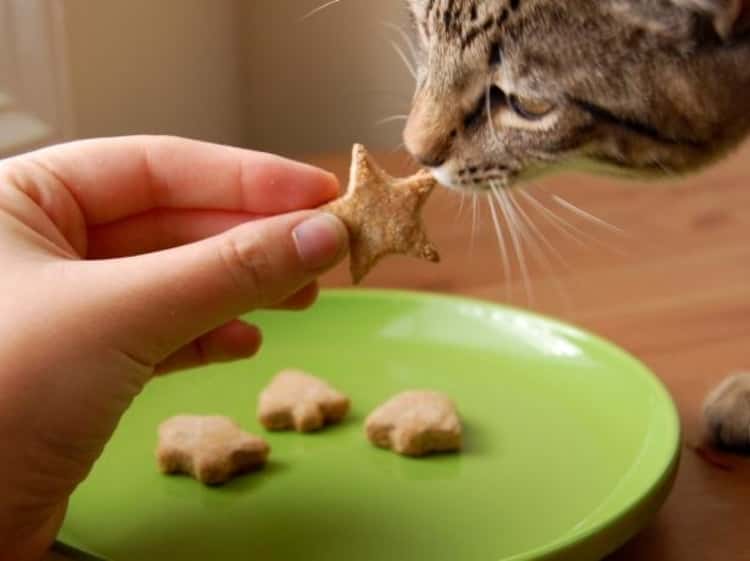 star shaped chewy cat treats on a green plate, with someone feeding one to a cat in the foreground