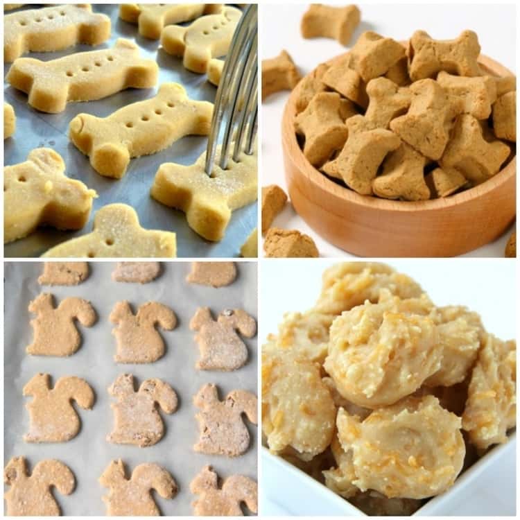 pumpkin biscuits,sweet potato biscuits, squirrel shaped cookies and apple sauce treats