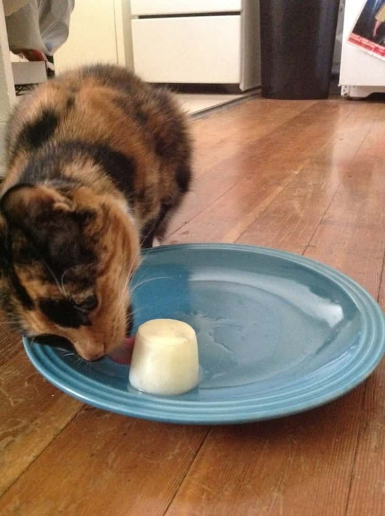 a cat licking a frozen goat milk popsicle homemade cat treat