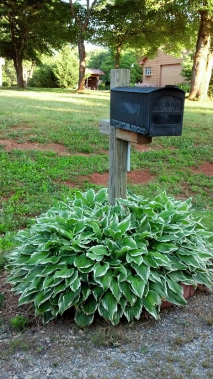 mailbox makeovers - mailbox surrounded by a couple of Hostas plants