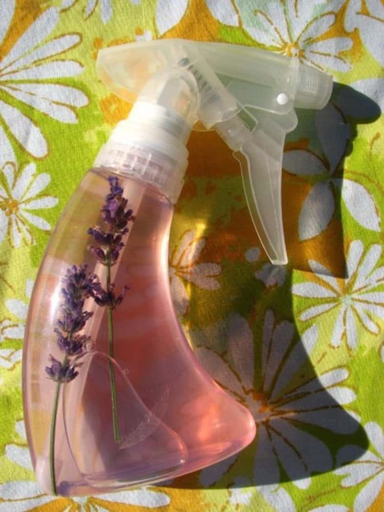 Homemade flea repellent made from lavender in a spray bottle 