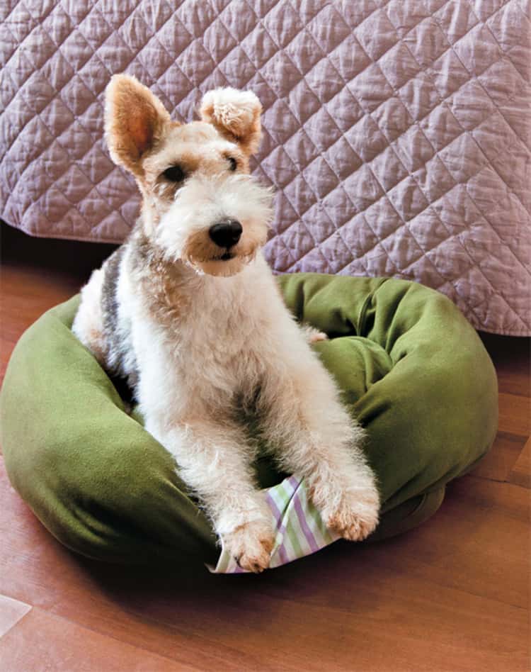 dog seated on dog bed made from an upcycled sweatshirt 