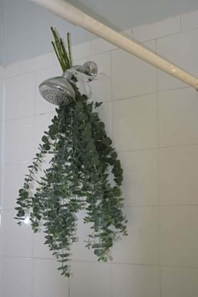 shower hacks - sprigs of eucalyptus tied to shower head