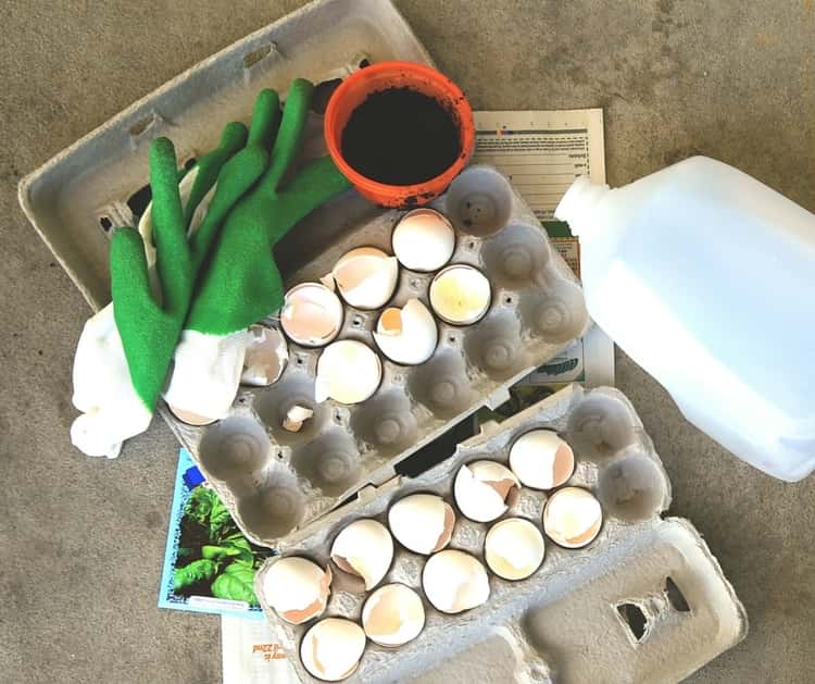 Egg carton being prepared for use as a seed starter 