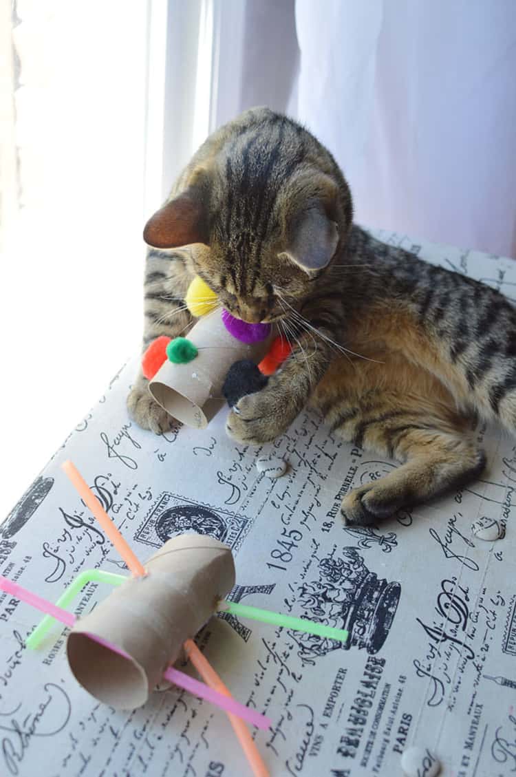 cat playing with DIY cat toys made from empty toilet rolls, pom-poms, and straws