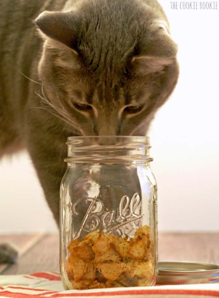 cat sticking its nose in a jar of tuna and catnip crouton homemade cat treats