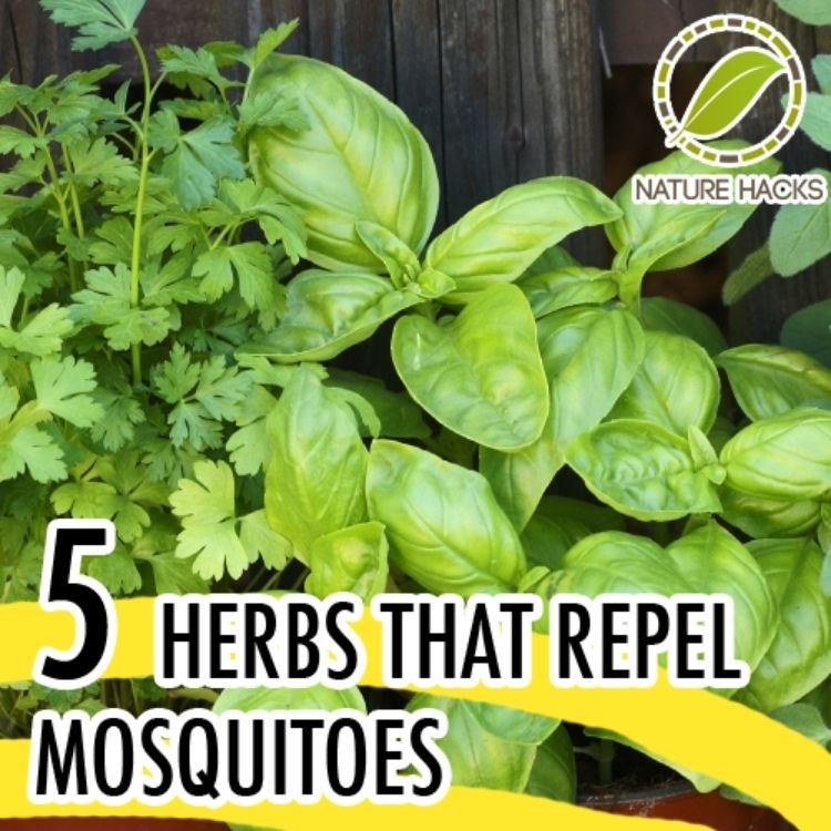 Smart deck ideas are important, and planting bug repelling plants around the area to keep mosquitoes away while you are out is pretty clever. 