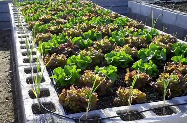 Customize your garden beds by using this great cinder block idea as your planter boxes. 