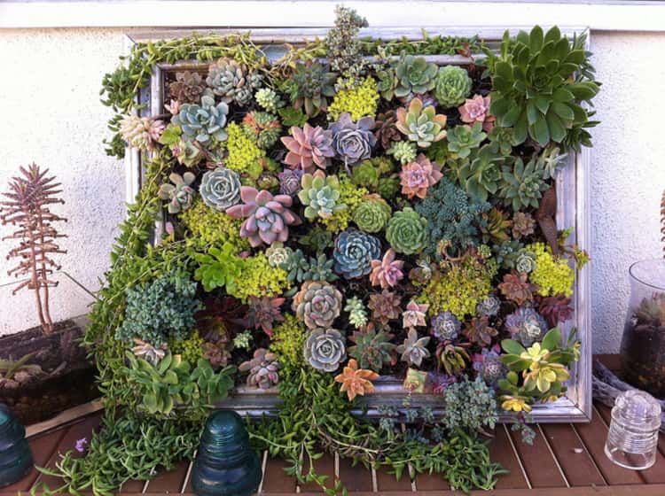 Succulents on a picture frame