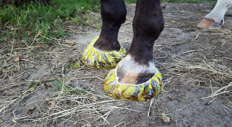 Use a Shower Cap for Your Horses' Feet