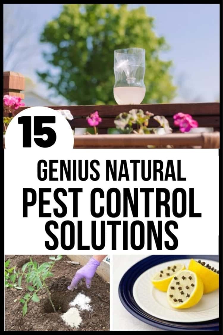 15 natural pest control methods to keep yourself and your home free of bugs -  a collage showing a wasp trap and lemon and cloves used to keep away bugs
