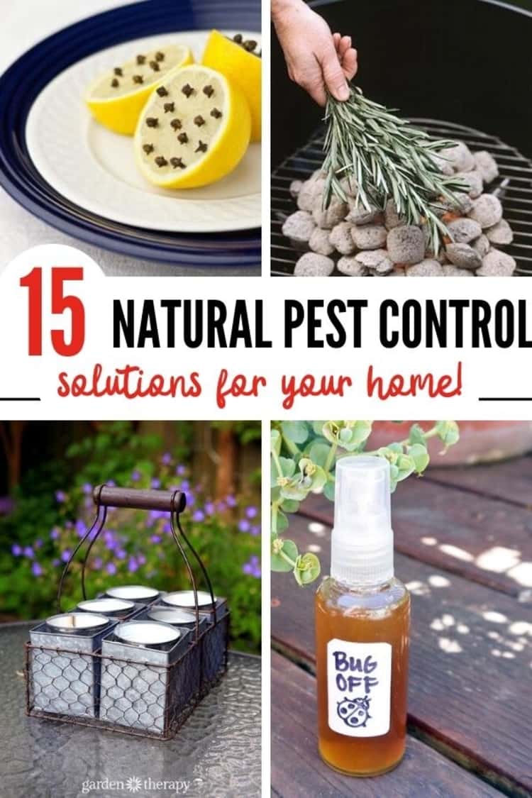 15 Natural Pest Control Solutions For Your Home - a collage showing lemons and cloves used to keep off flies, a hand burning sage on a grill to keep away mosquitoes, a bottle of all-natural bug off sitting on a table, and a set of six DIY candles in a tin