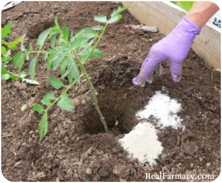 a gloved hand putting epsom salt on the ground near a tomato plant