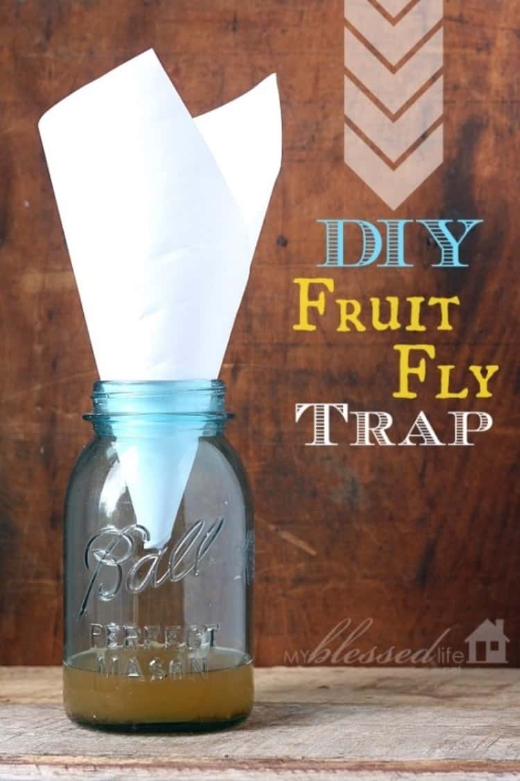 Jar with paper funneled out of the top and fruit fly trap solution in the bottom