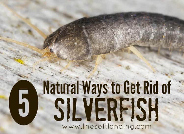 ways to get rid of silverfish