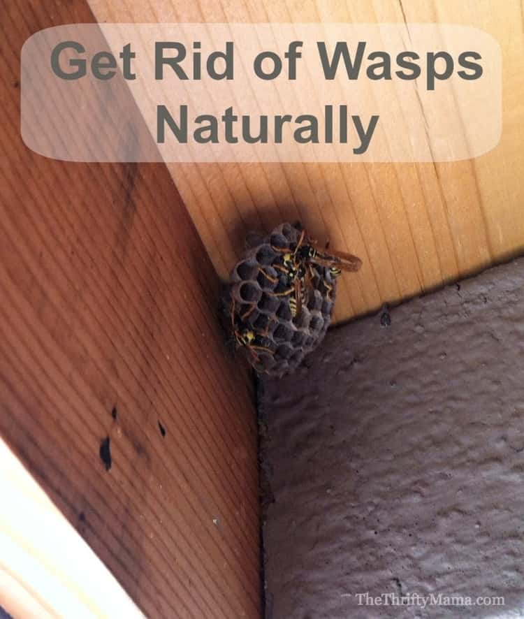 image of wasp nest up in the corner of a deck